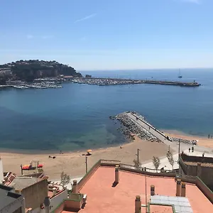 Elm Sant Feliu de Guíxols